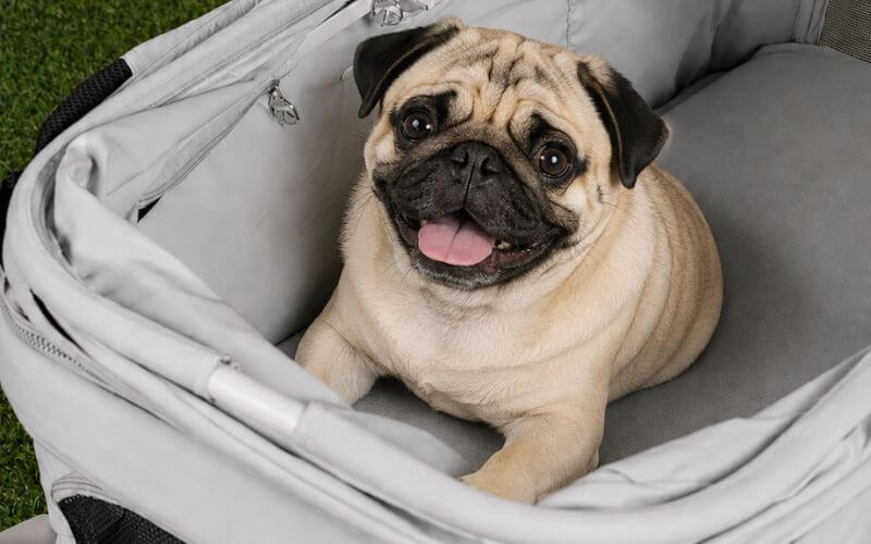 Pet Stroller 101: Helping Your Pet Love Their Pet Stroller