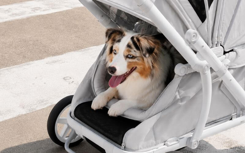 Small Breeds or Complex Needs Pets May Need A Pet Stroller