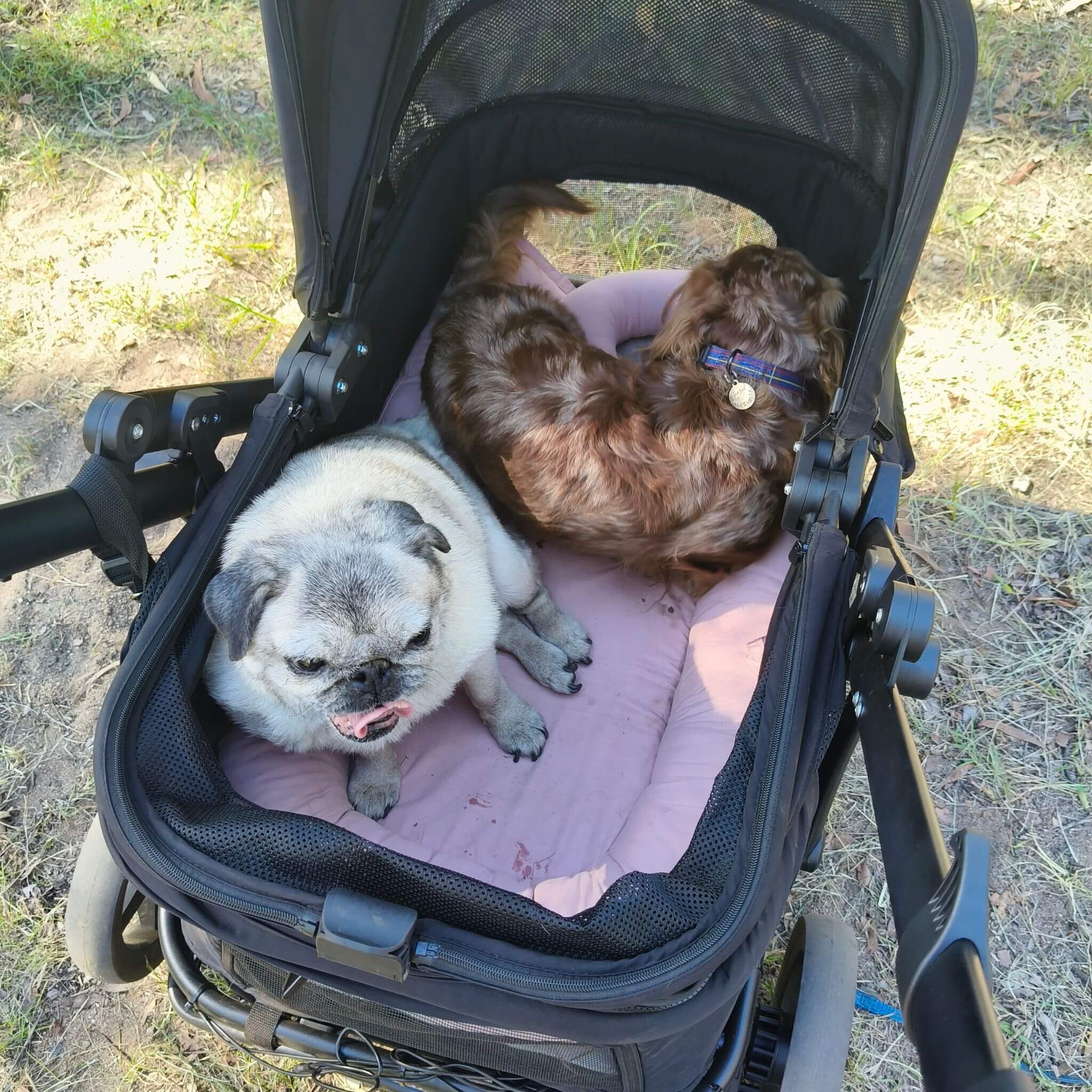 Two dogs resting in a black stroller with a pink cushion outdoors on grass and dirt.