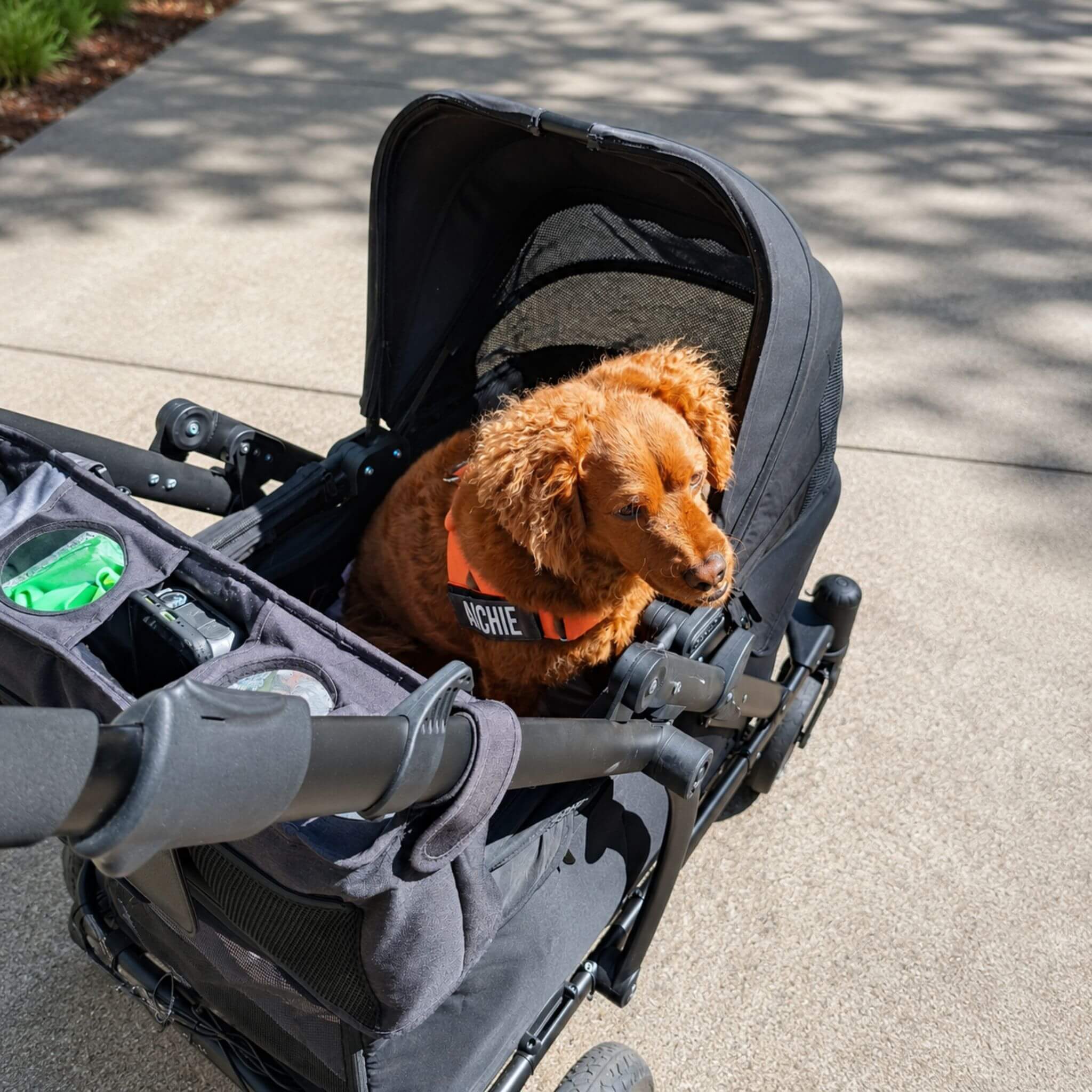 A small brown dog wearing an orange harness sits inside a black stroller on a paved outdoor walkway. The stroller has a black canopy and mesh sides, with storage pockets and handles visible.