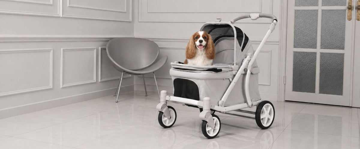 A small brown and white dog sits inside a white and gray stroller in a bright, modern room with white paneled walls and a gray chair.