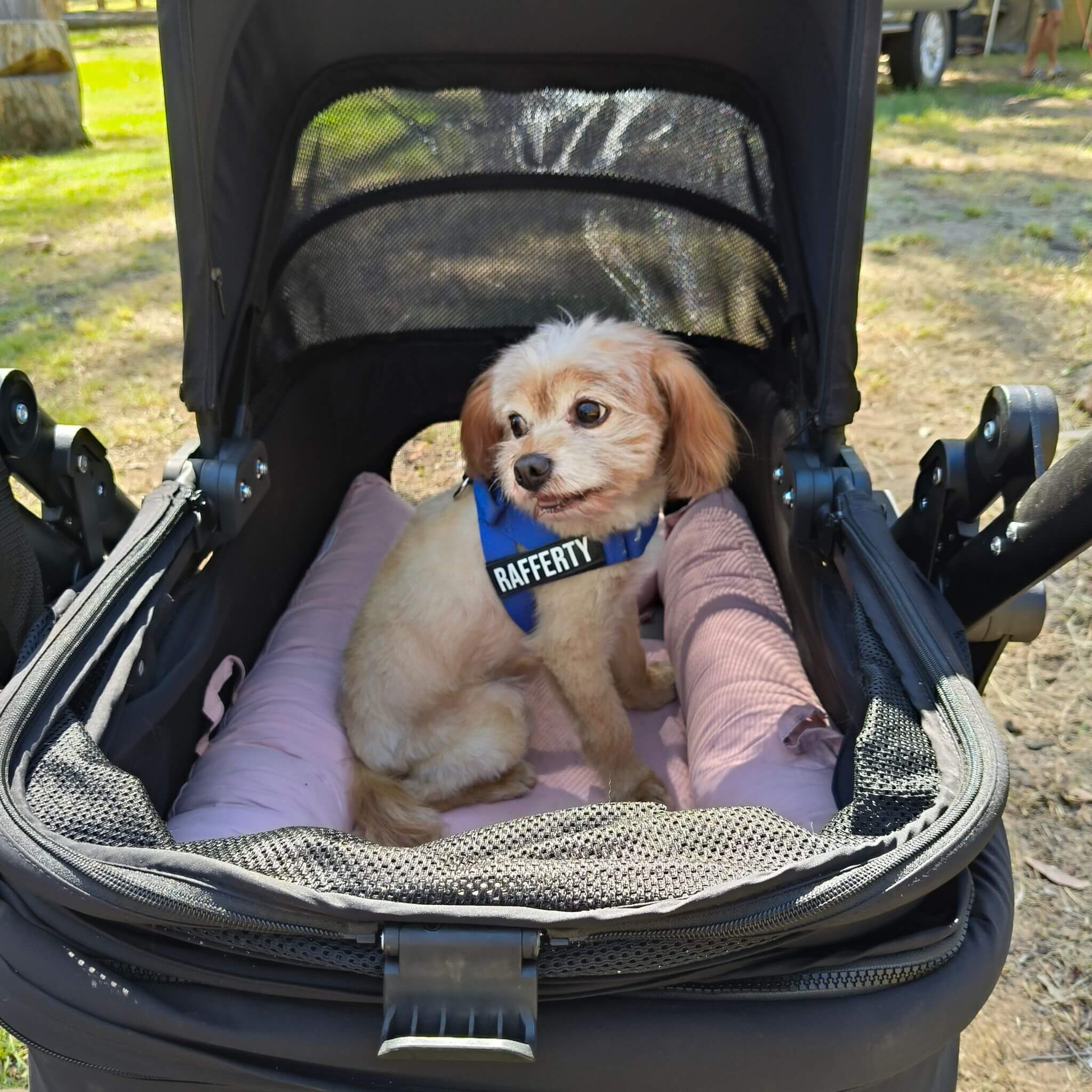 A small cream-colored dog wearing a blue harness with the name 'RAFFERTY' sits inside a black stroller with a pink cushion, outdoors on a grassy lawn.